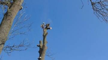 Des troncs d’arbres nus se détachent sur un ciel bleu dégagé, avec au centre un arbre sévèrement élagué.