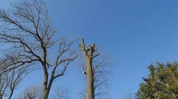 De grands arbres sans feuilles se détachent sur un ciel bleu dégagé, l’un d’eux ayant été élagué et ses branches coupées.