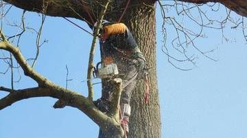 Un ouvrier équipé d’un harnais de sécurité élague des branches près d’un gros tronc, sur fond de ciel bleu