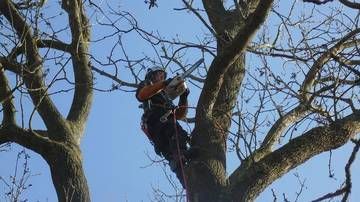 Élagueur équipé de matériel de protection en train de tailler les branches en hauteur dans un arbre sans feuilles