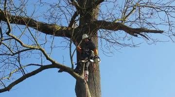 Un arboriste équipé de matériel de sécurité élaguant un grand arbre sur fond de ciel bleu