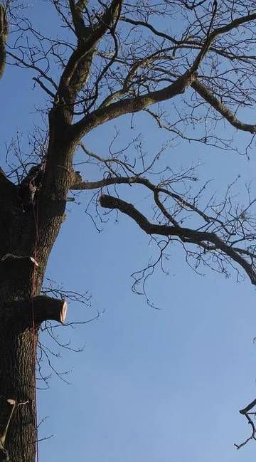 Des branches nues se détachent sur un ciel bleu limpide, avec un tronc d’arbre sur la gauche.