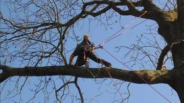 Personne équipée de matériel de sécurité debout sur une grosse branche d’arbre, sur fond de ciel bleu