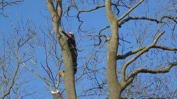 Personne grimpant à un grand arbre dénudé sur fond de ciel bleu éclatant