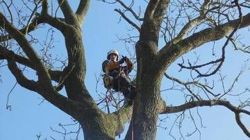 Une personne dans la cime d’un arbre, portant un équipement de sécurité