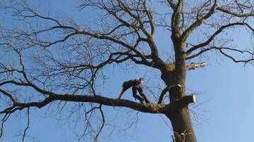 Personne élaguant un arbre sur une grosse branche nue, sur fond de ciel bleu
