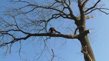Deux personnes assises sur une grosse branche d’arbre sur fond de ciel bleu