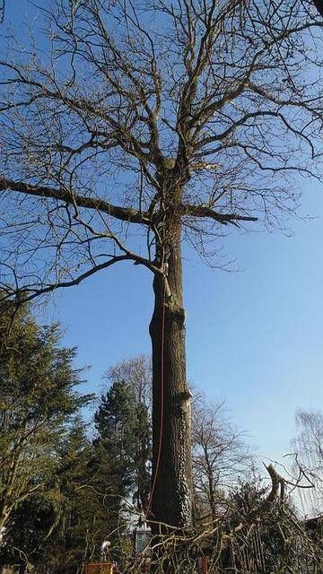 Grand arbre sans feuilles se détachant sur un ciel bleu dégagé, avec ses branches nues