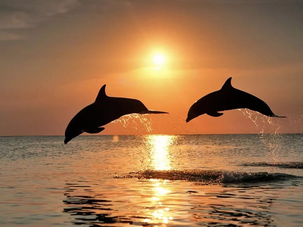 Two dolphins leaping from water at sunset.