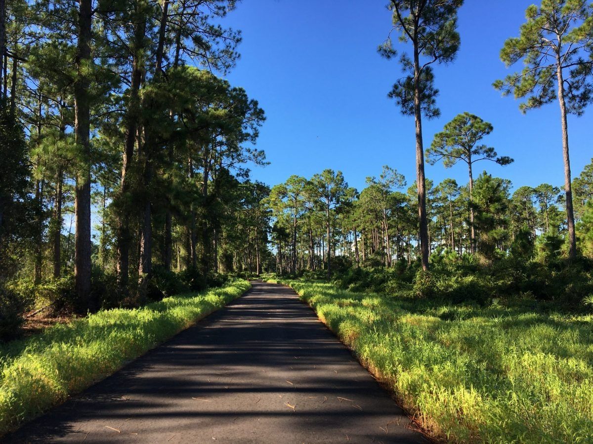 An asphalt road winds through a sunny, lush forest with tall pine trees under a clear blue sky.