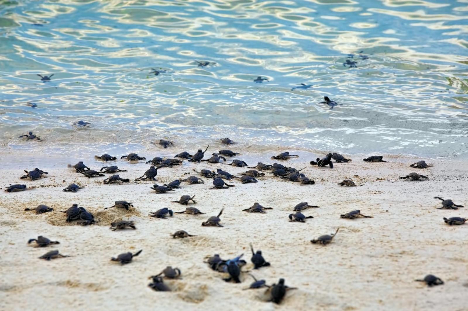 Baby sea turtles on a sandy beach, crawling towards the ocean waves.