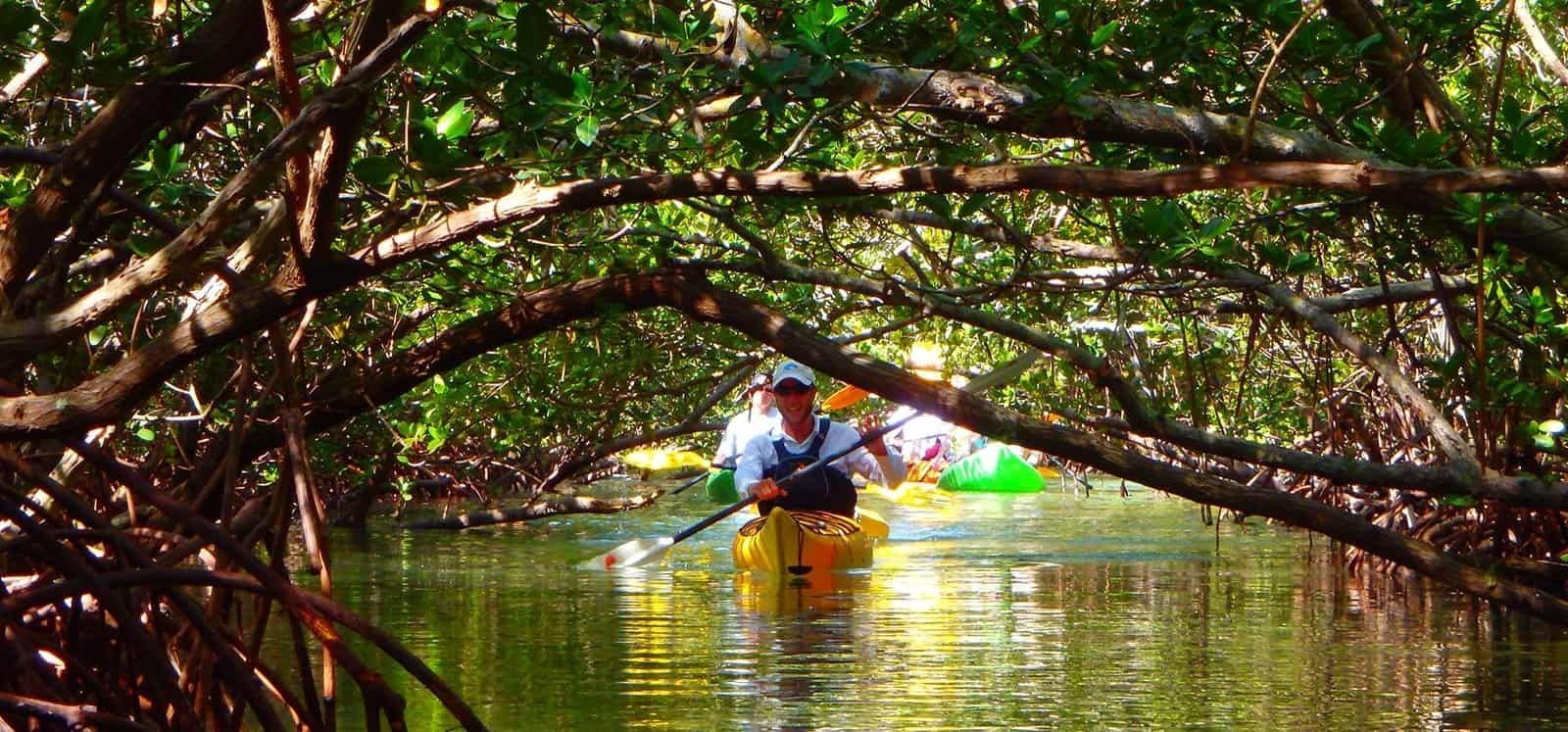 Kayaker paddles through a mangrove tunnel; yellow kayak. Green water, branches overhead.