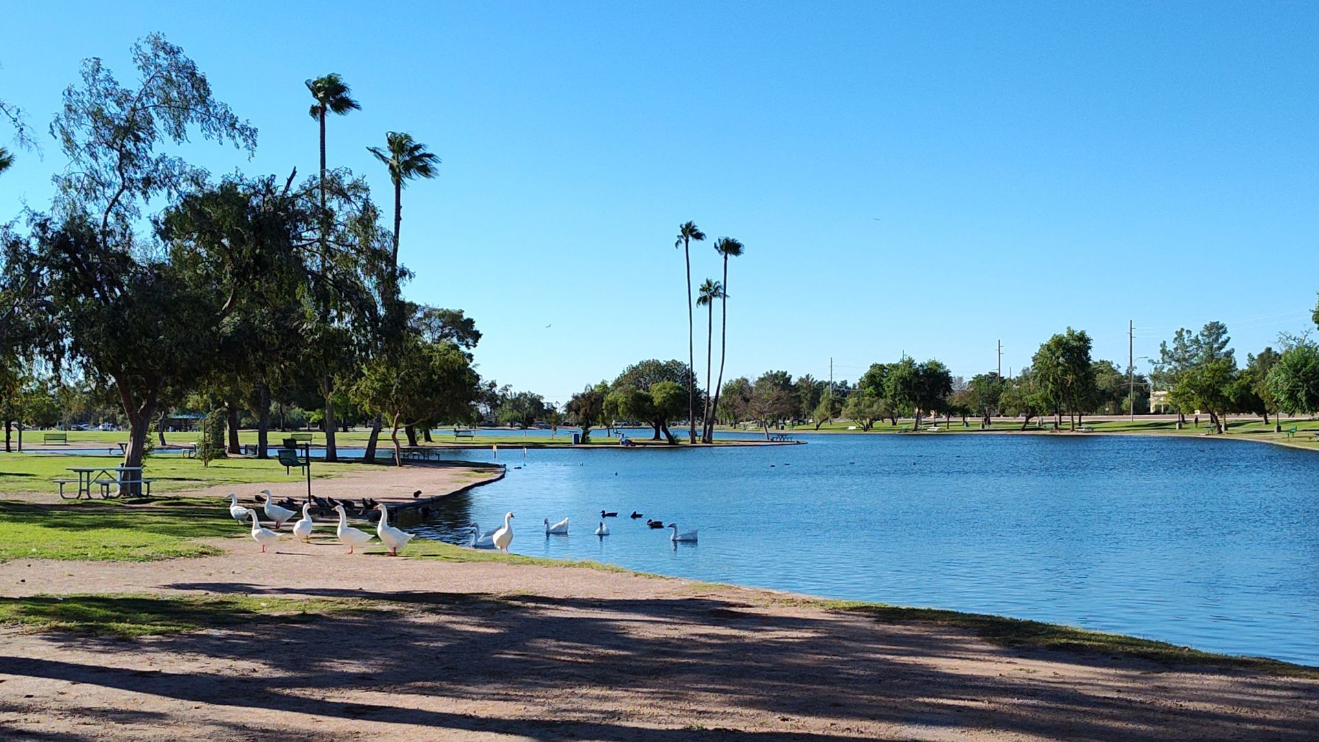 Lakeside park with blue water, palm trees, birds, and clear sky.