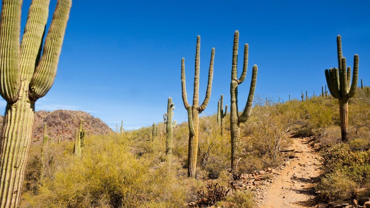 Cactus-filled desert landscape under a bright blue sky, with a dirt path winding through the scene.