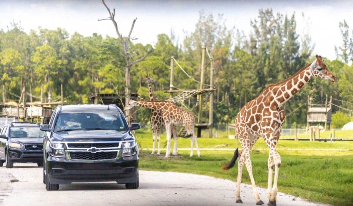 Cars drive past giraffes at a zoo or wildlife park. Brown and white patterned giraffes graze near the road.
