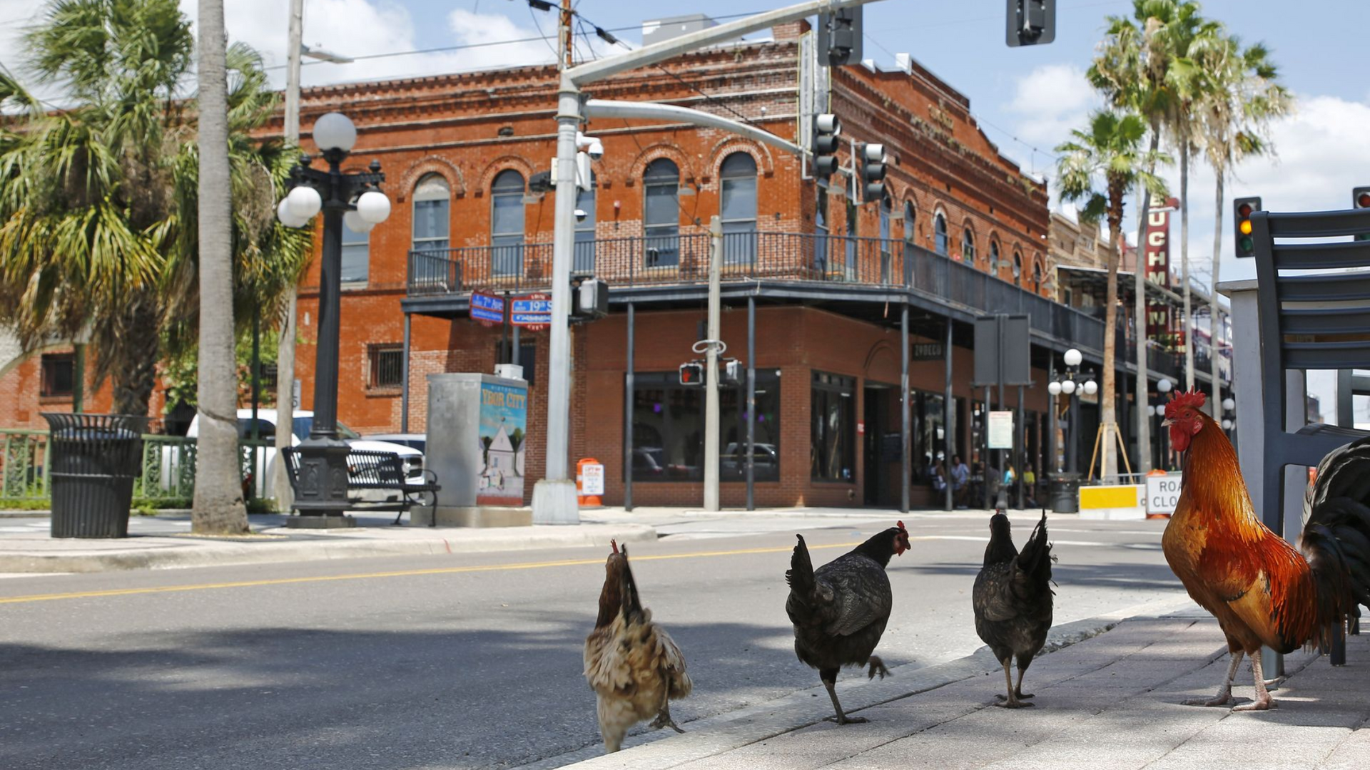 Chickens cross a city street with a red brick building and palm trees in the background.