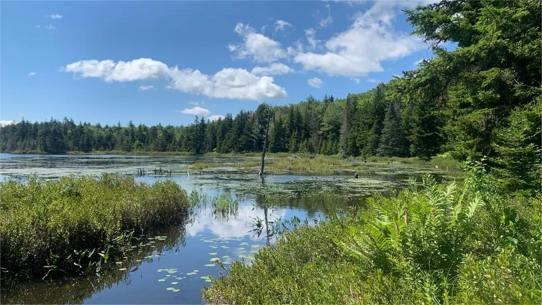 Calm lake with green vegetation in foreground, trees along the banks and cloudy blue sky.