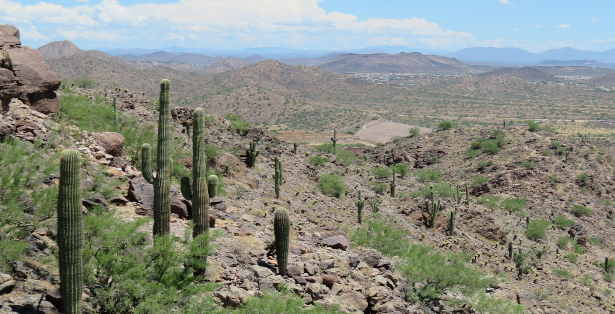 A desert landscape with cactus and mountains in a view from a hiking trail in Peoria, AZ