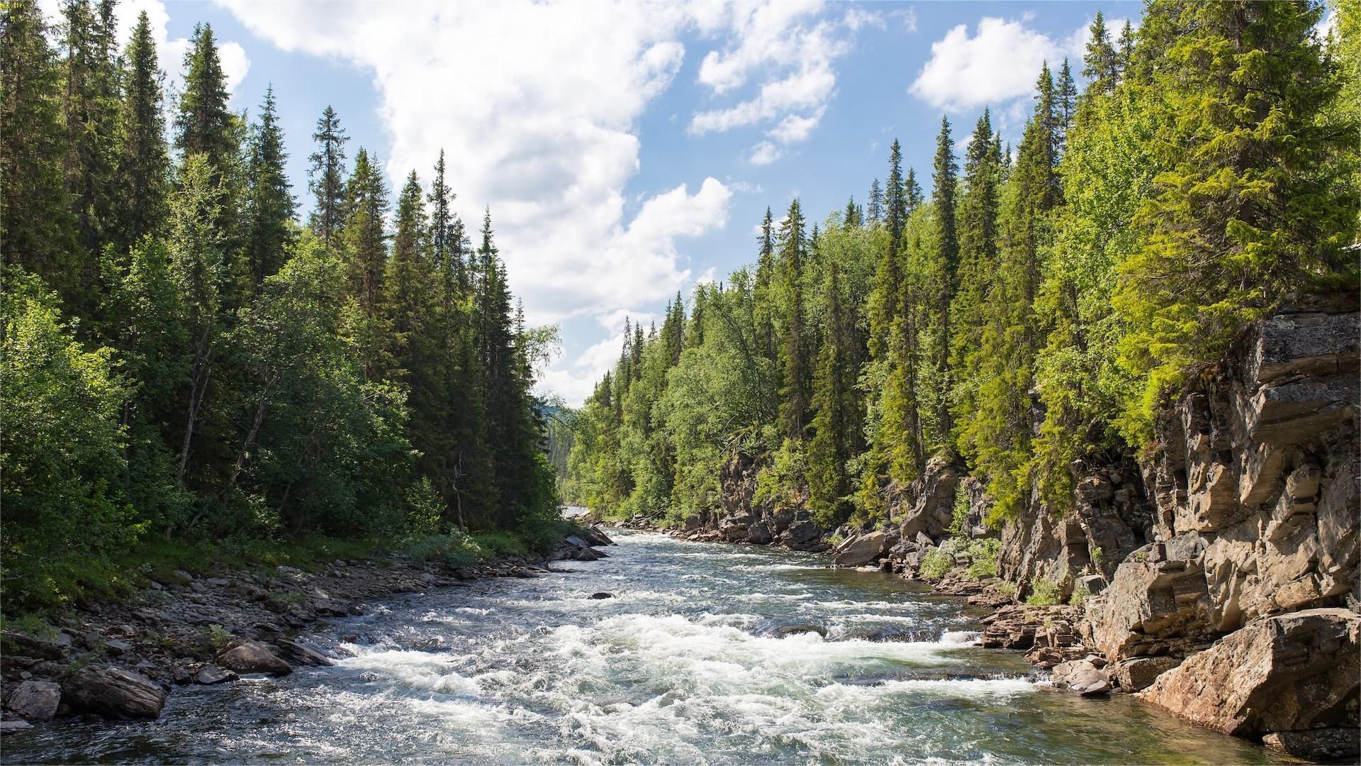 Fast-flowing river through a lush green forest, under a partly cloudy blue sky.