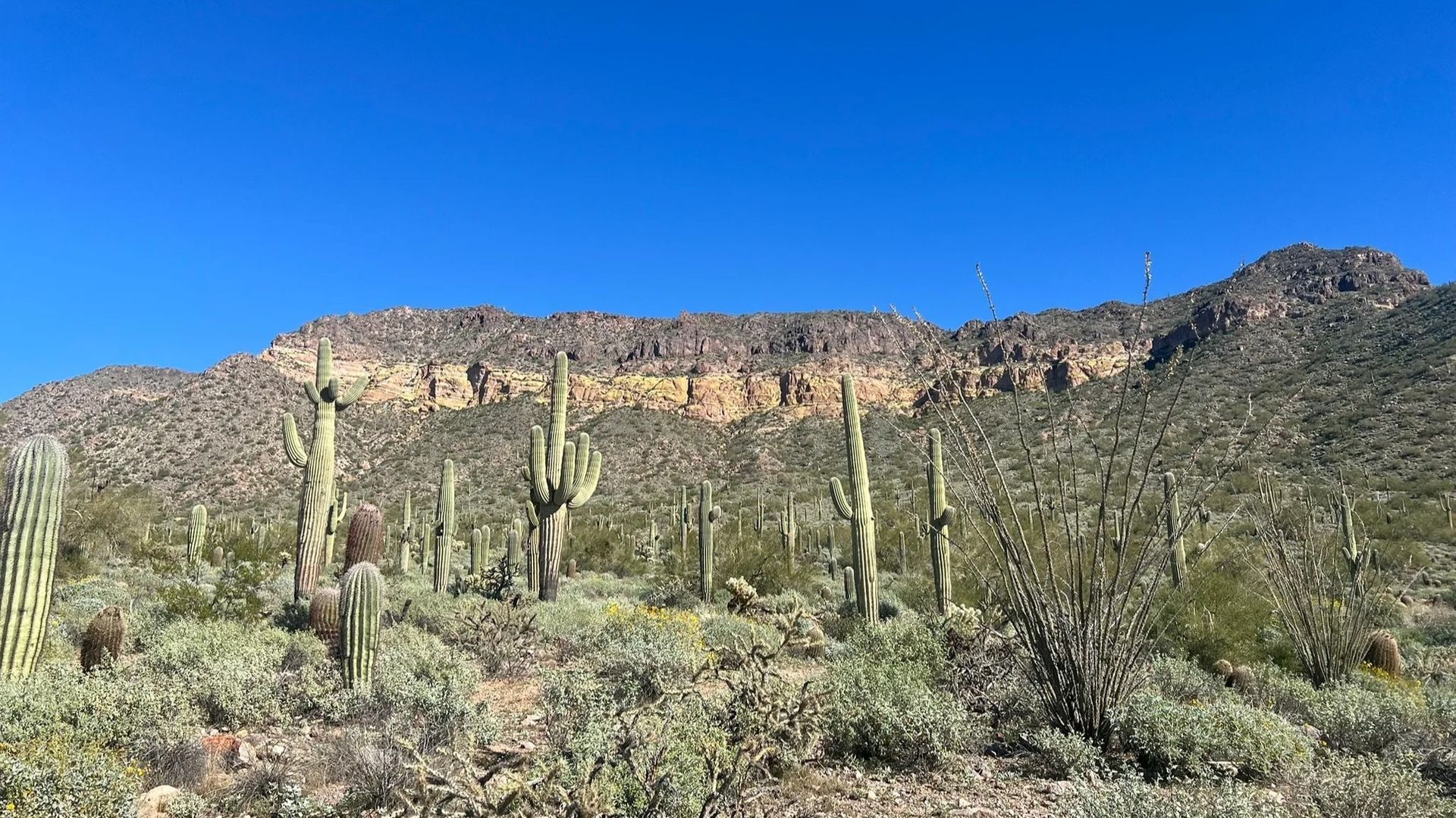 Cacti and desert vegetation in front of a rocky mountain under a clear blue sky.