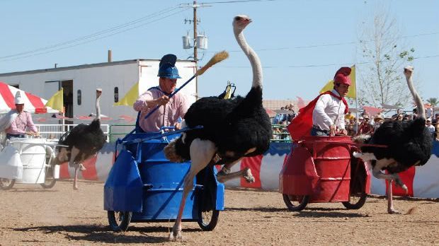 People riding ostriches pulling carts in a race. Blue and red carts, outdoor setting.