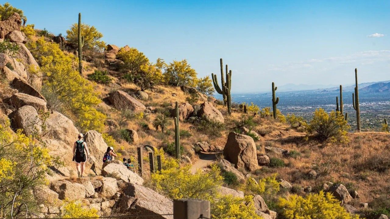 Hikers on a desert trail with saguaro cacti, rocks, and yellow flowering bushes under a blue sky.