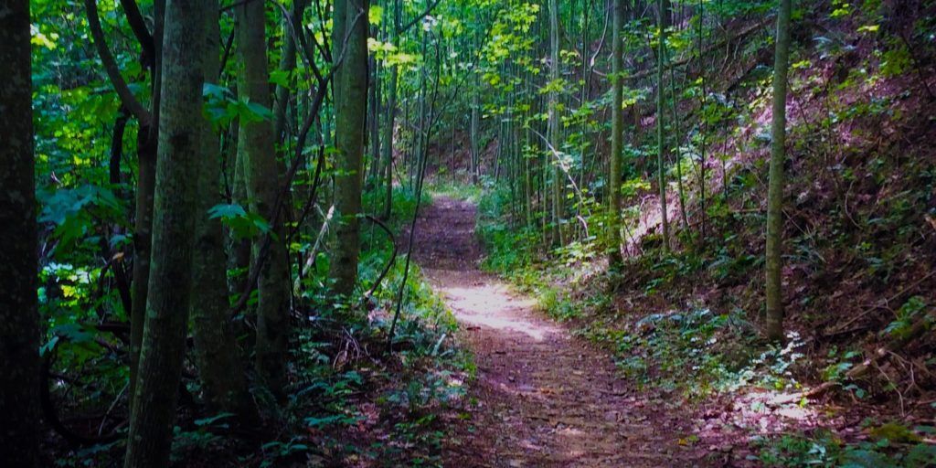 A dirt path winds through a lush green forest, sunlight dappling the ground.