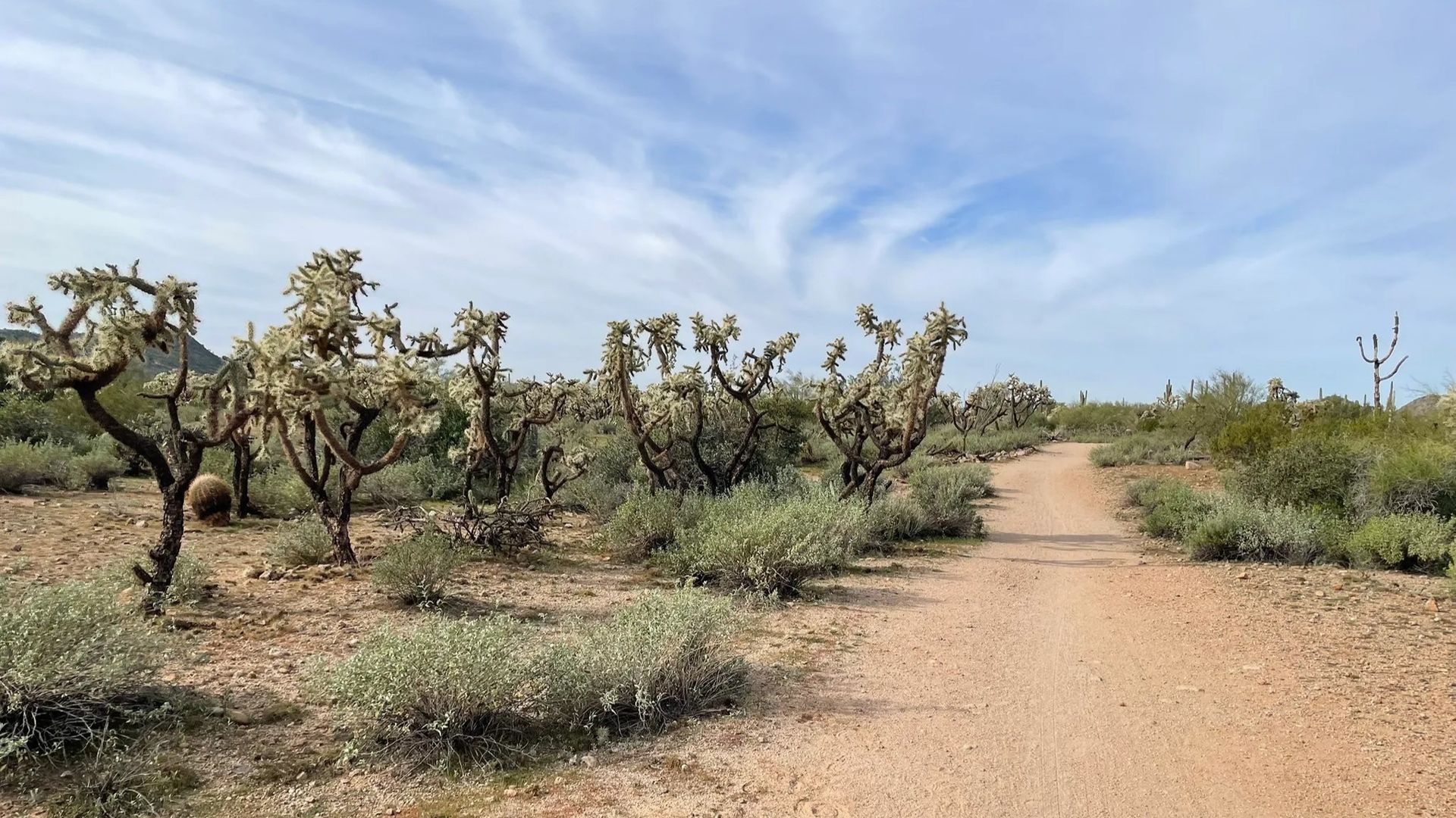 Dirt path winds through desert landscape with cacti and sparse vegetation under a cloudy sky.