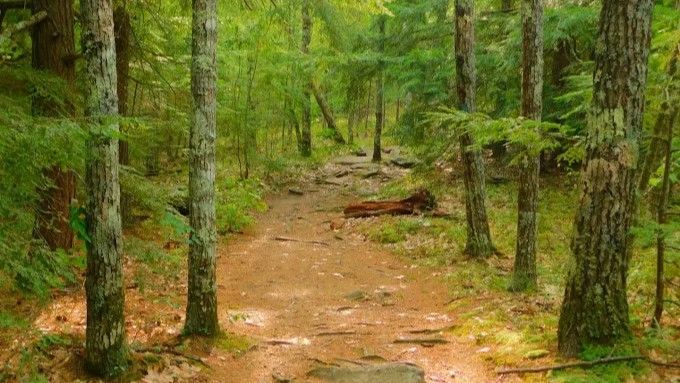 Dirt path through a lush forest with tall trees and green foliage.