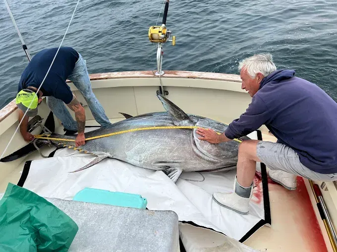 Two people measuring a large tuna fish on a boat. The fish is on a white surface. Ocean in background.