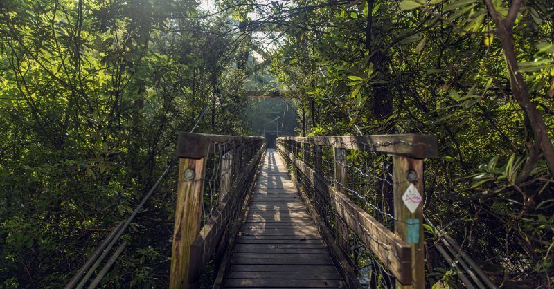 Wooden suspension bridge over a lush, green forest. Sunlight streams through the trees onto the bridge.