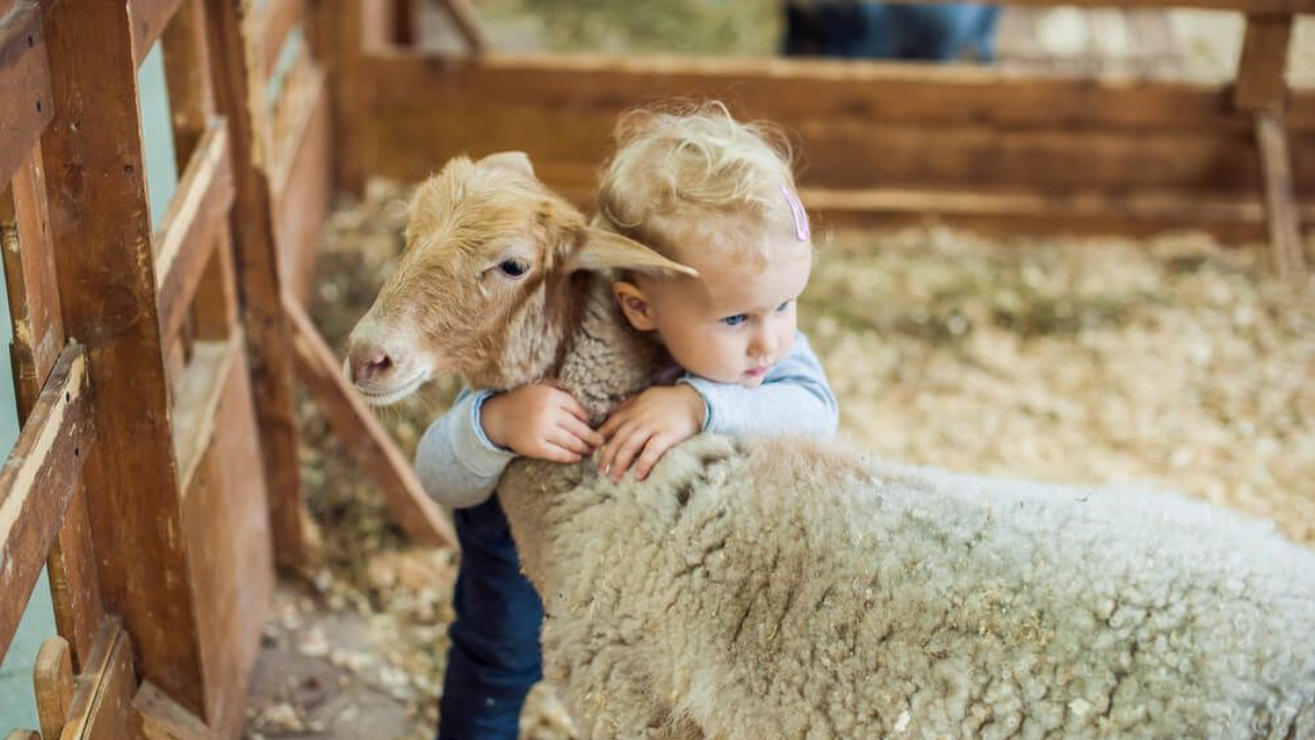A young child hugs a sheep in a wooden pen.