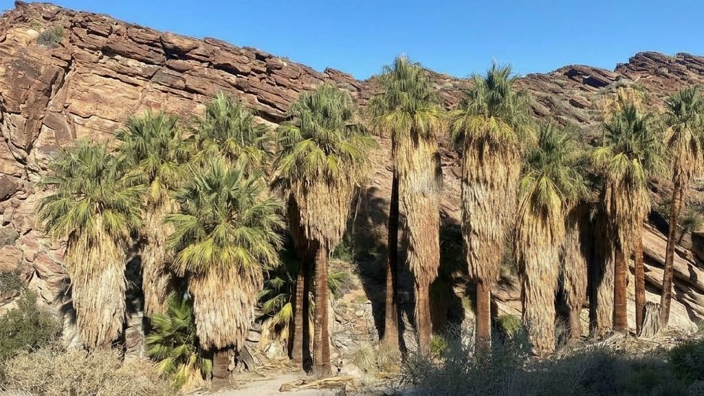 A grove of tall California fan palms with shaggy trunks stands against a rugged, rocky desert canyon wall under a blue sky.