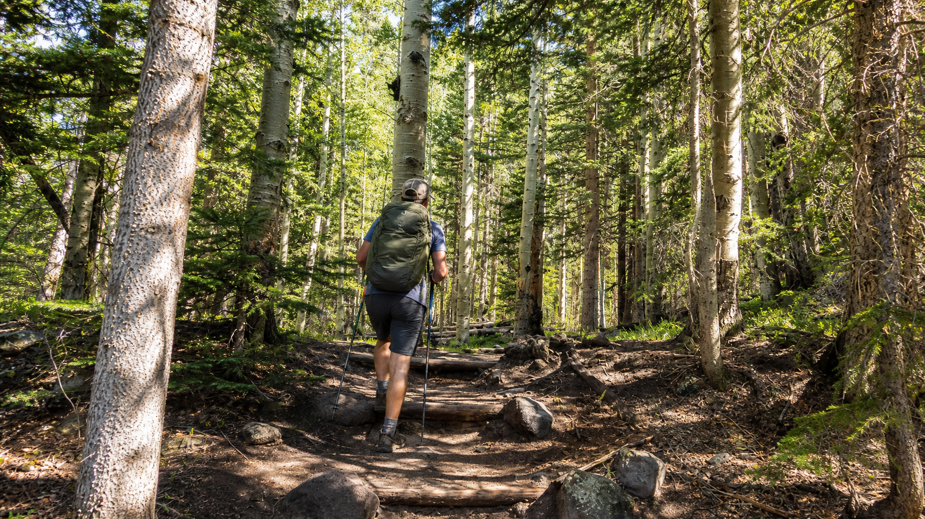 Hiker with backpack walking up a forest trail among tall trees and sunlight