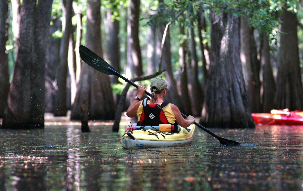 Kayak on Shem Creek for wildlife encounters in Charleston, SC