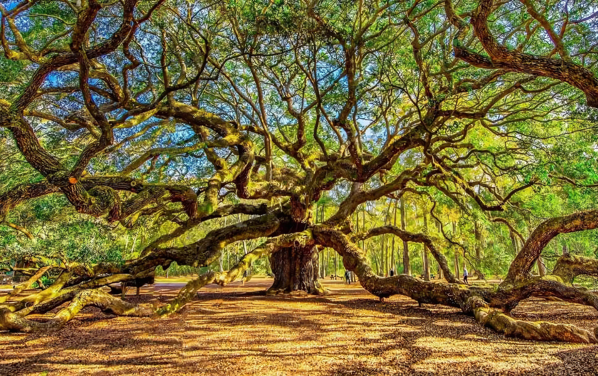 Visit the Angel Oak Tree ib Johns Island in Charleston, SC