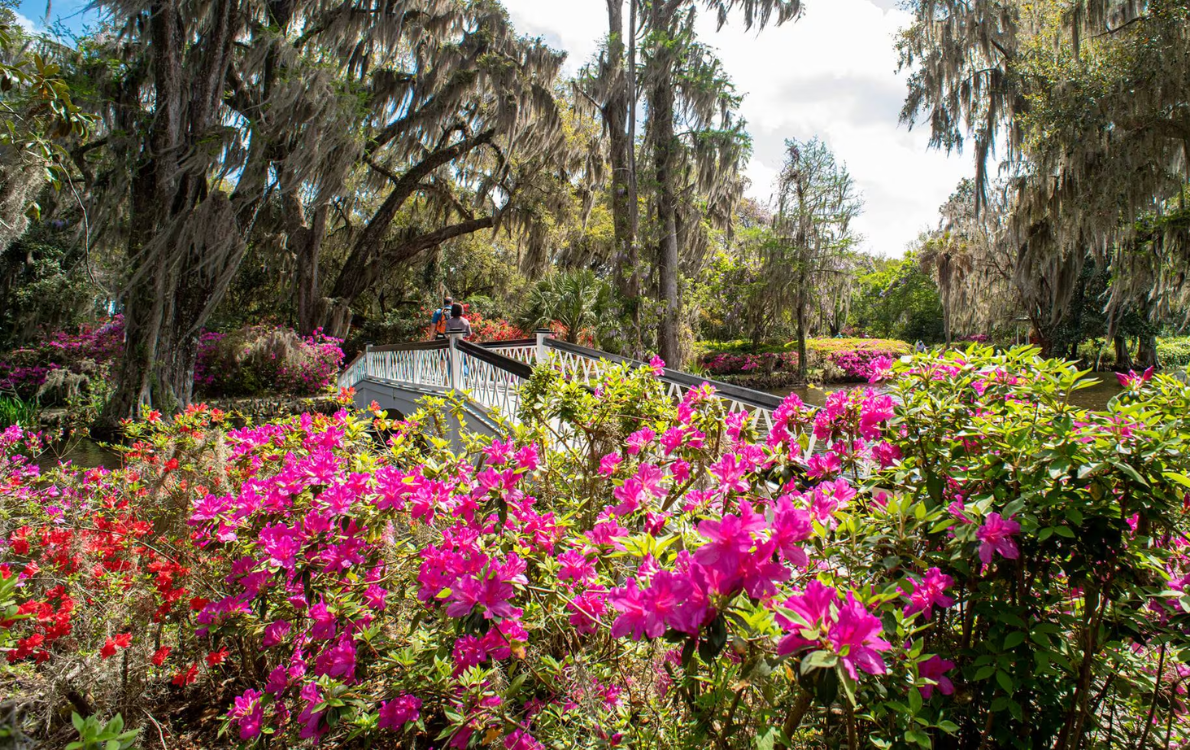 Discover the beauty of Magnolia Plantation and Gardens in Charleston, SC