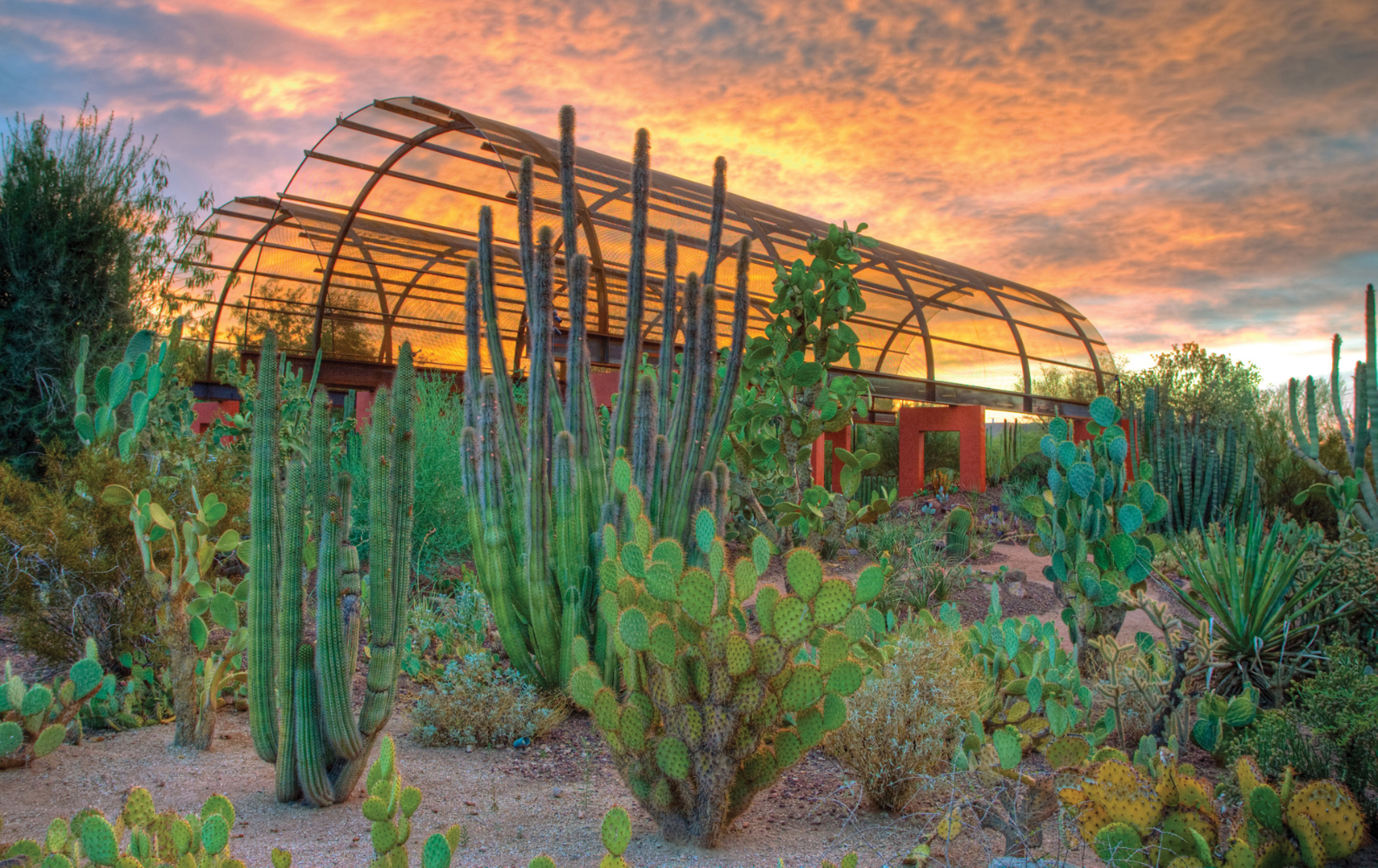 Visit the Desert Botanical Garden