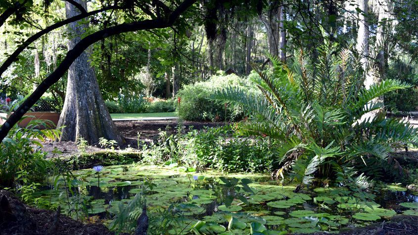 Lush garden scene with pond, lily pads, ferns, and trees, with dappled sunlight.