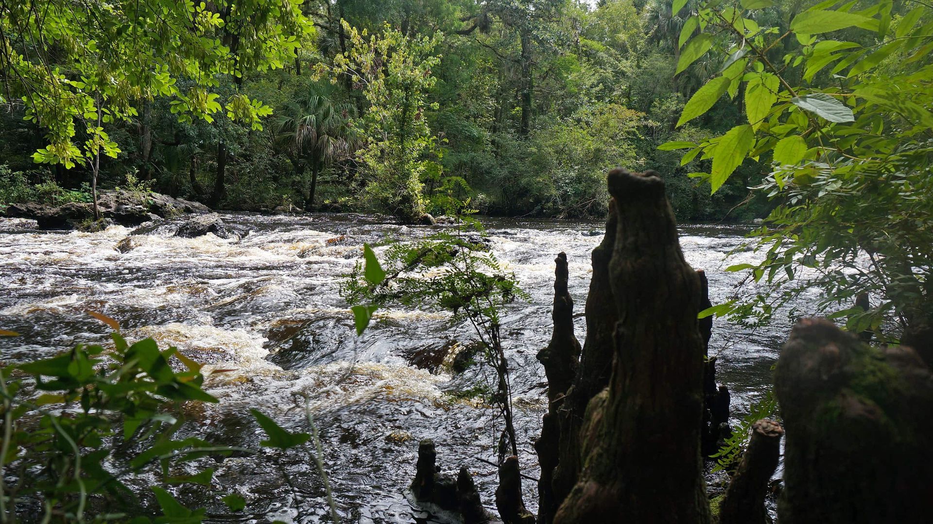 Rushing water in a swamp, framed by trees and a weathered tree stump in the foreground.