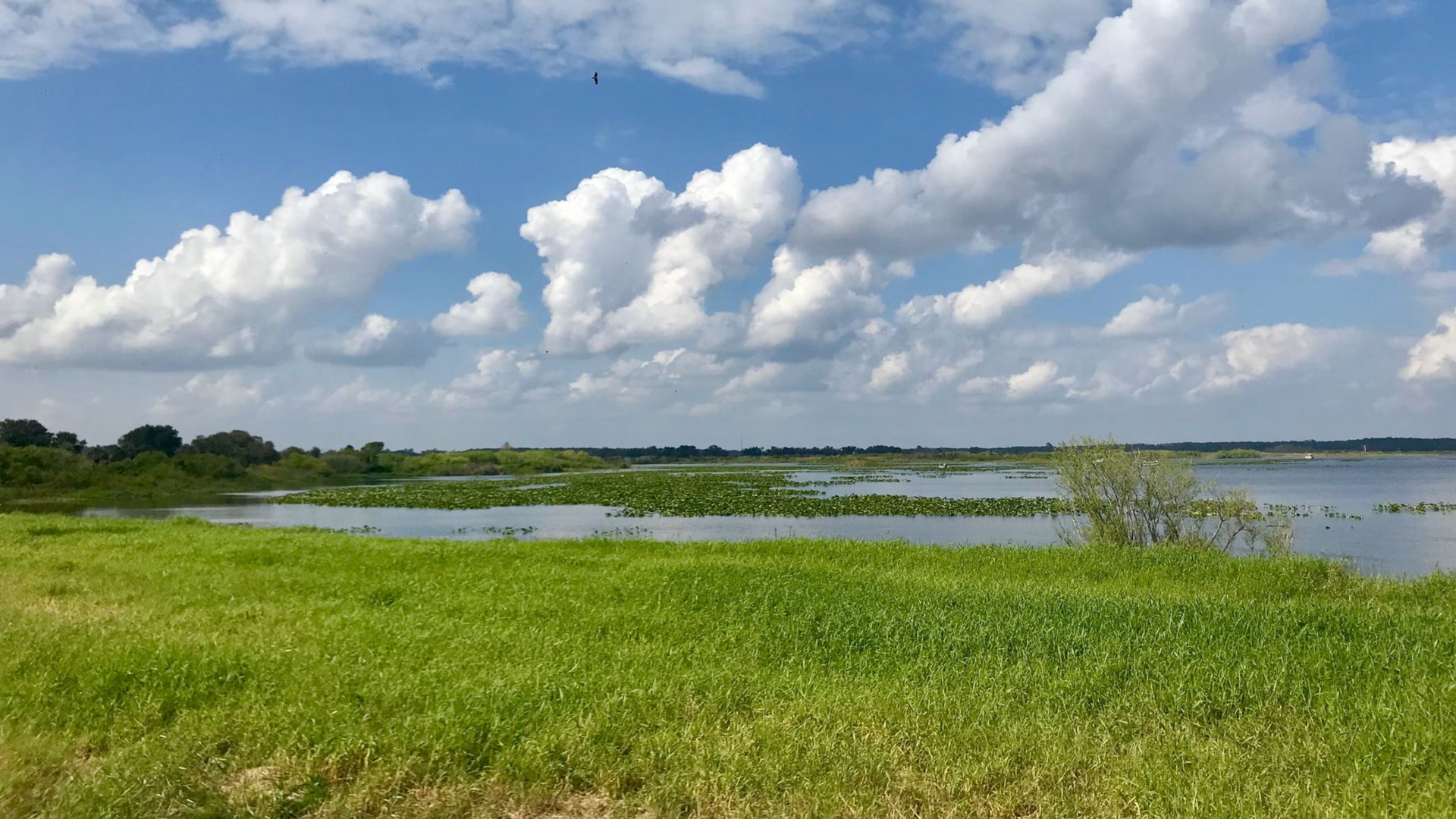 Grassy field overlooking a lake with lily pads under a bright blue sky with puffy white clouds.