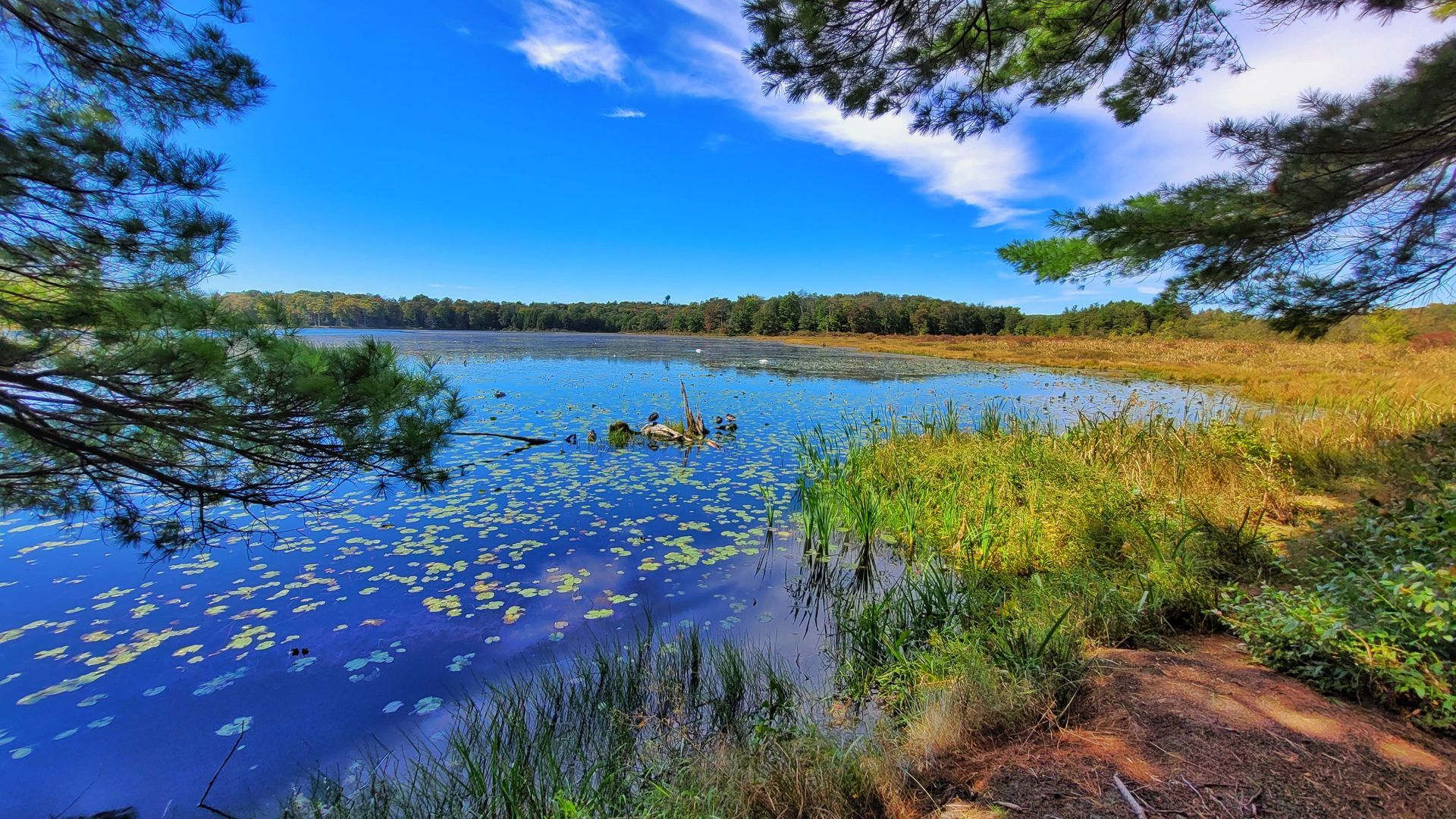 Lakeside view under a bright blue sky. Water reflects sky and surrounding foliage, some lily pads visible.