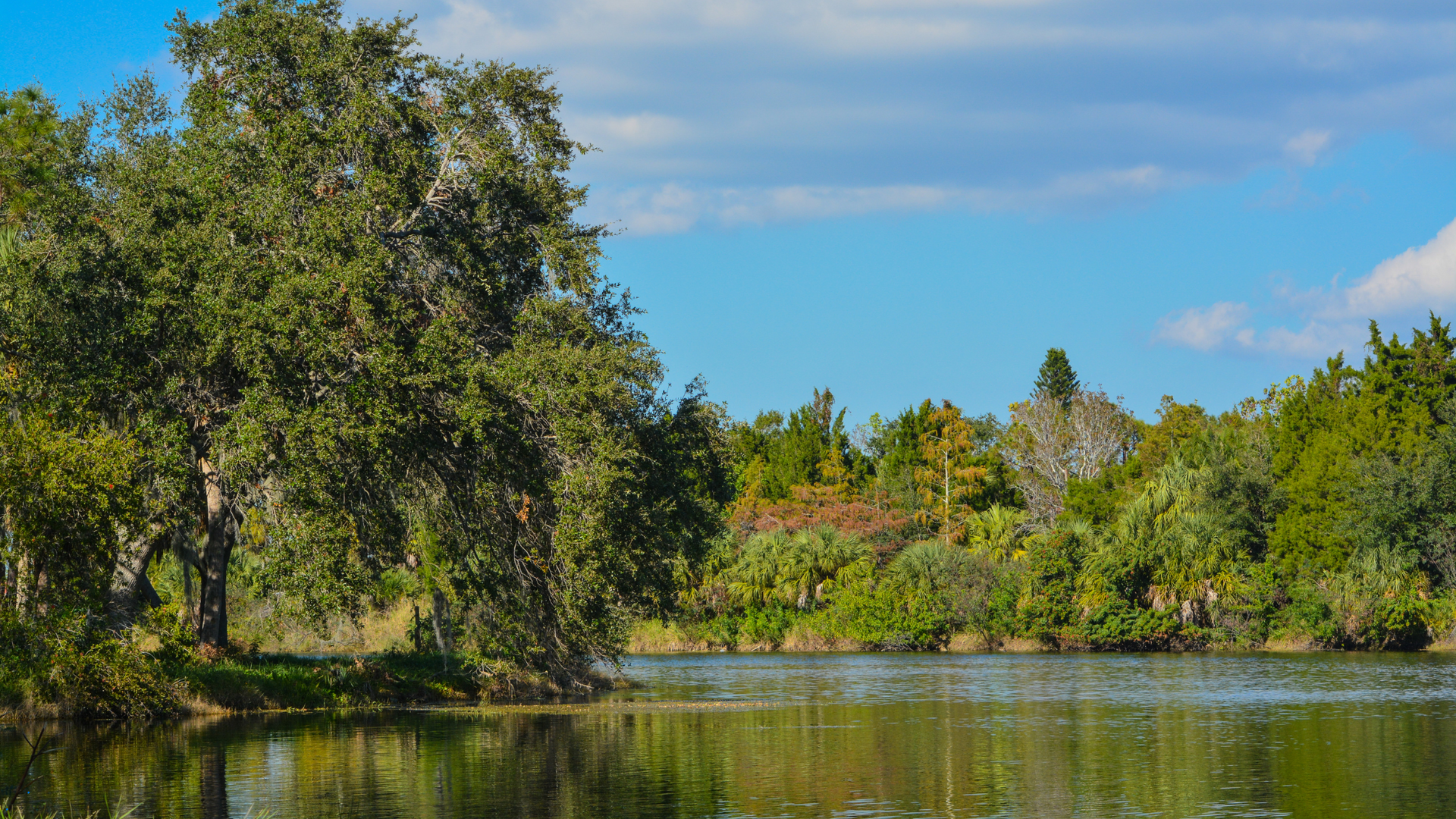 A Seminole lake surrounded by trees on a sunny day