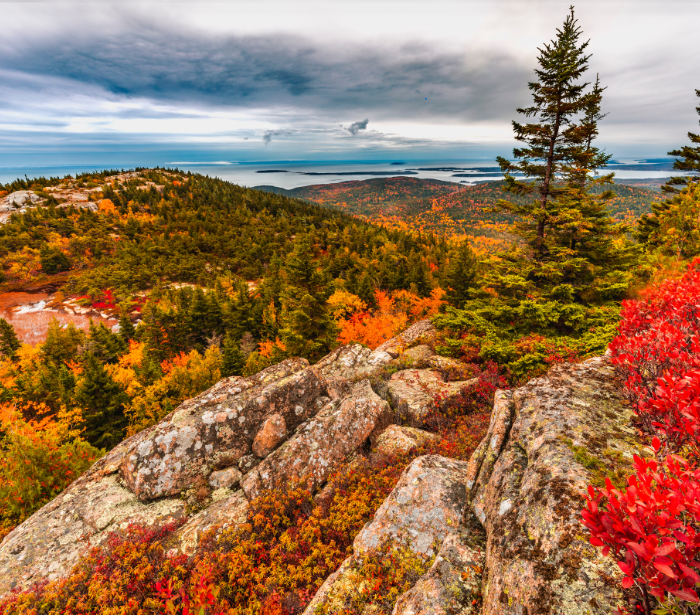 A rocky hillside in Maine with trees and Atlantic ocean in the background