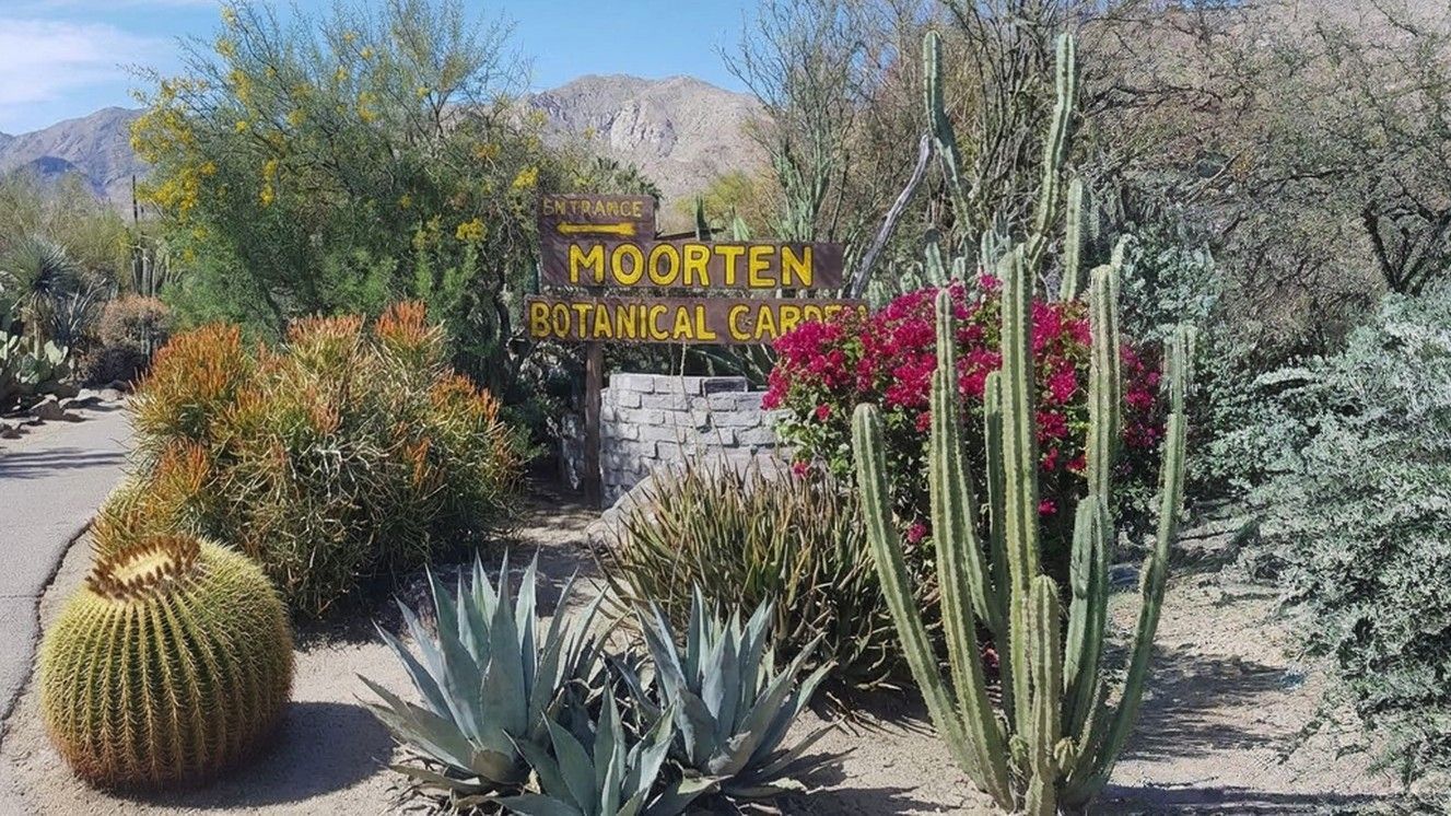 A sign for Moorten Botanical Garden surrounded by various cacti, succulents, and blooming red bougainvillea in a desert.