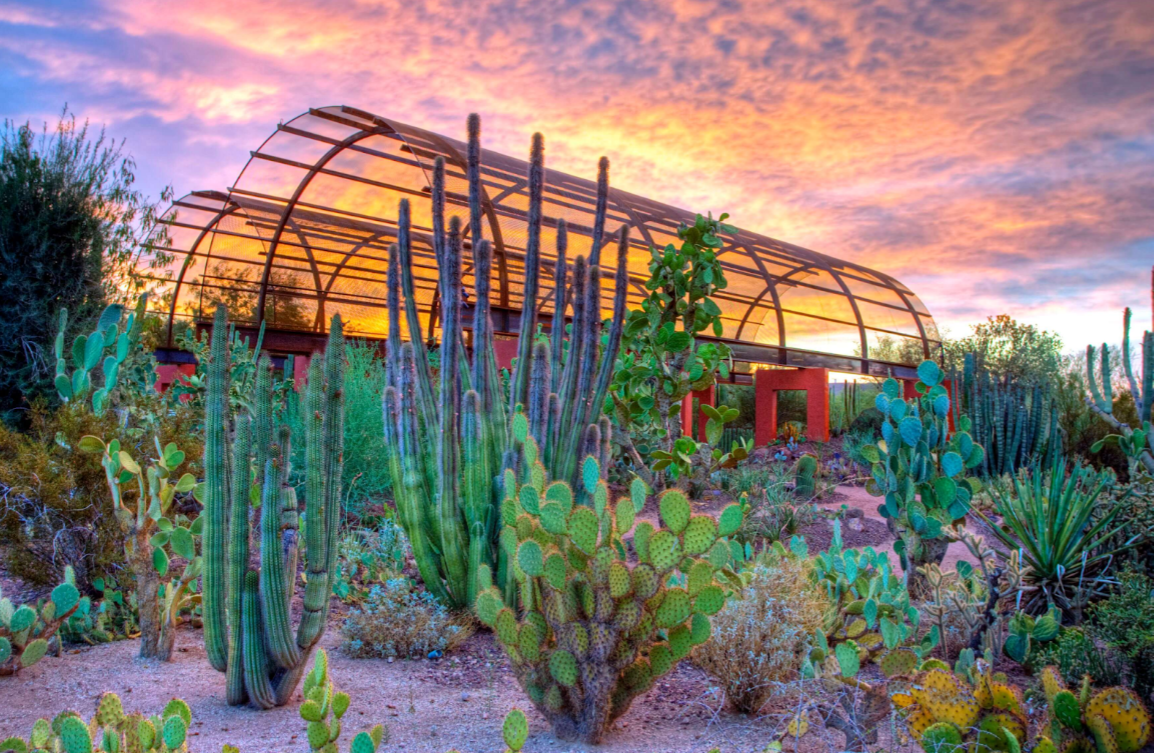Cactus garden with a curved metal structure under a sunset sky.