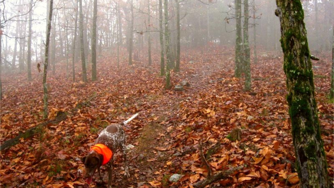 Dog with orange vest in autumn woods, foggy day.