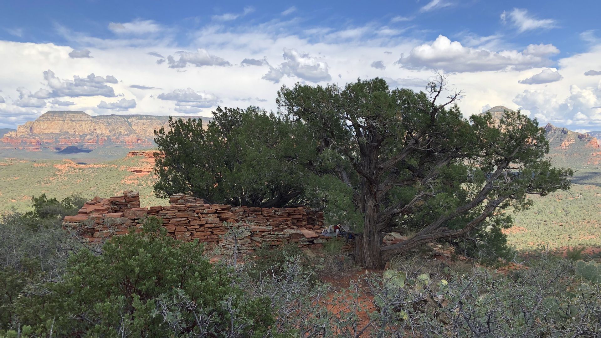 Green tree on a rocky hilltop with a desert landscape background under a cloudy blue sky.