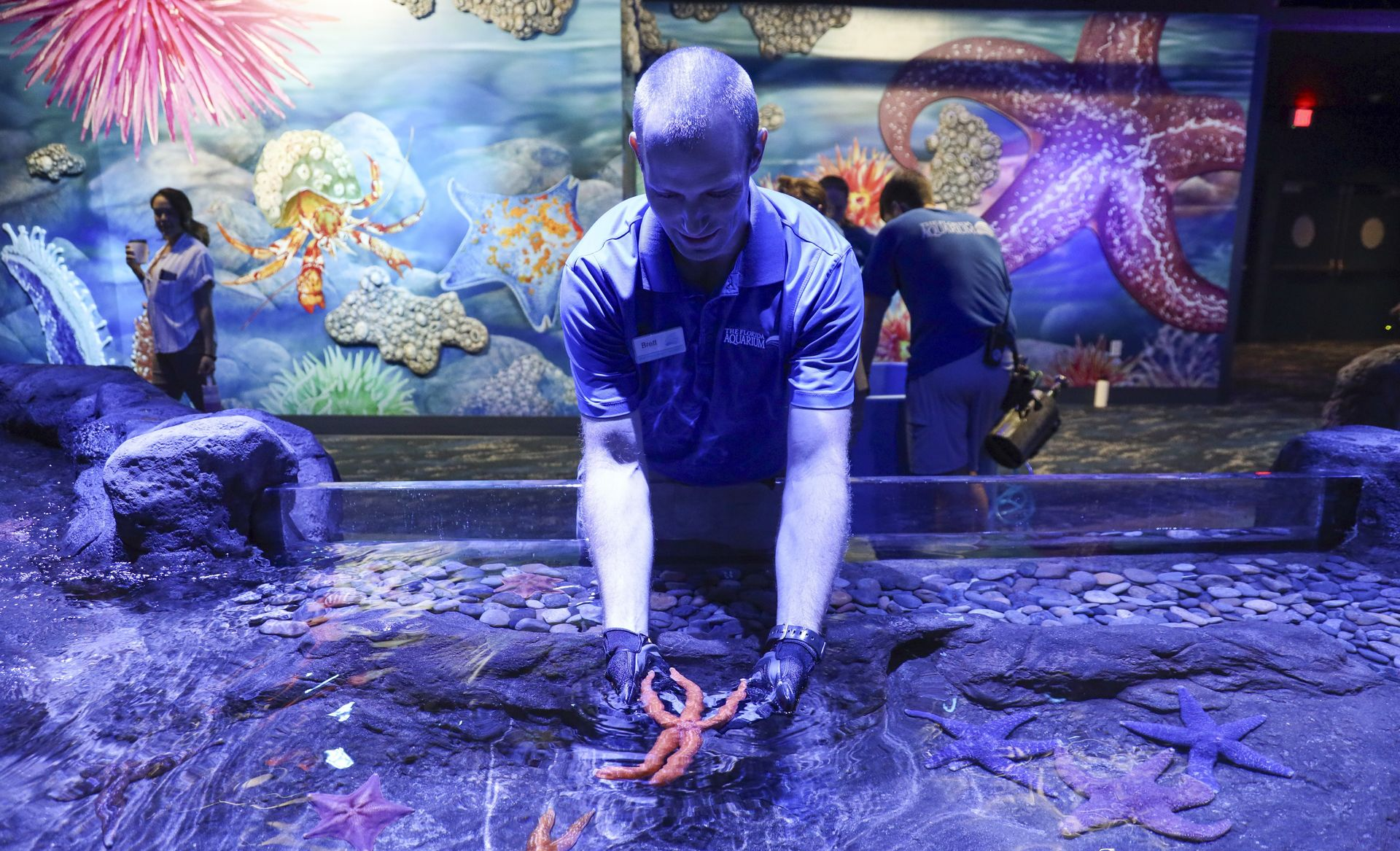 A person tending to starfish in an aquarium exhibit with a colorful underwater backdrop.