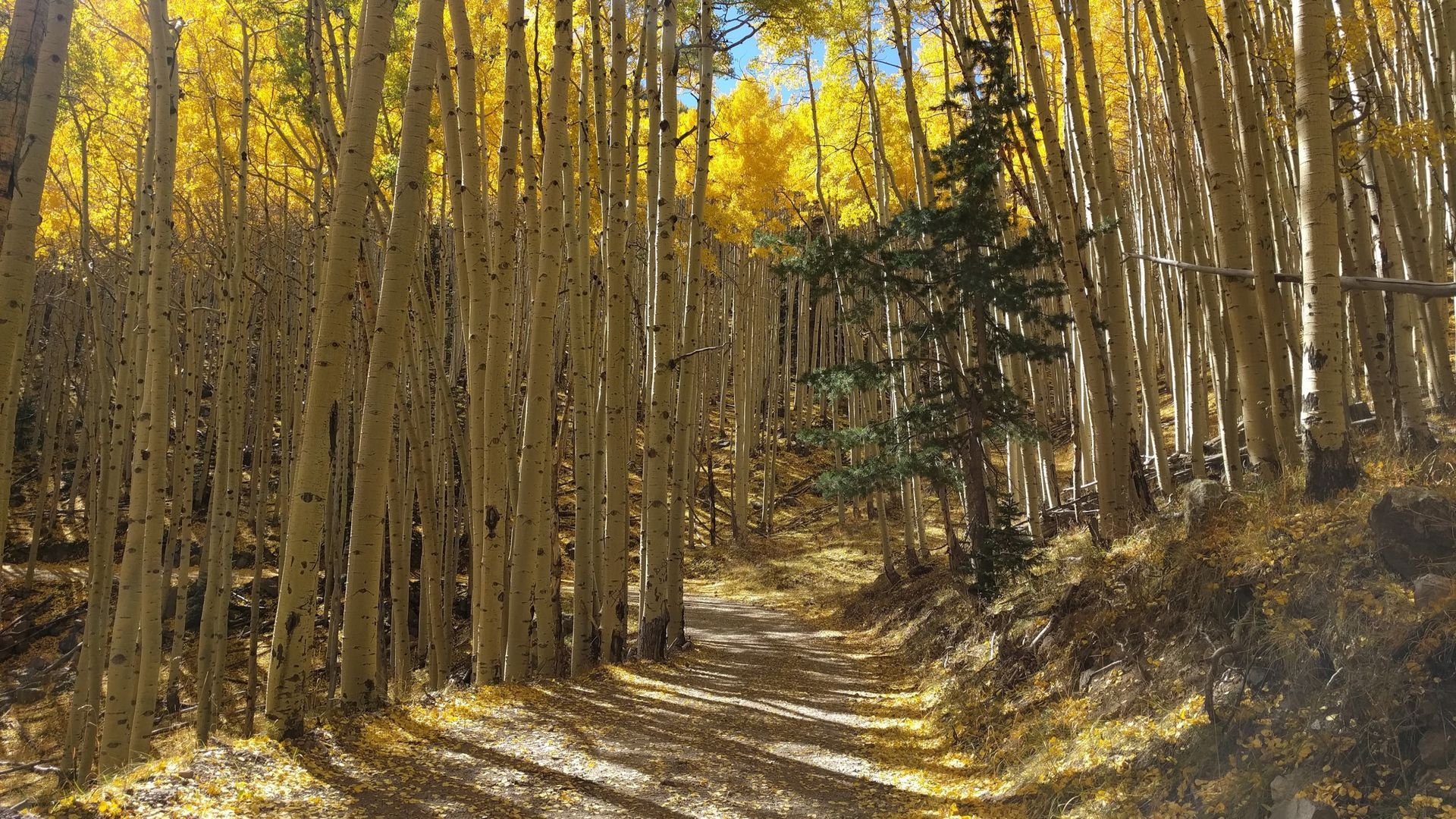 Path through autumn aspen trees with yellow leaves and sunlight.